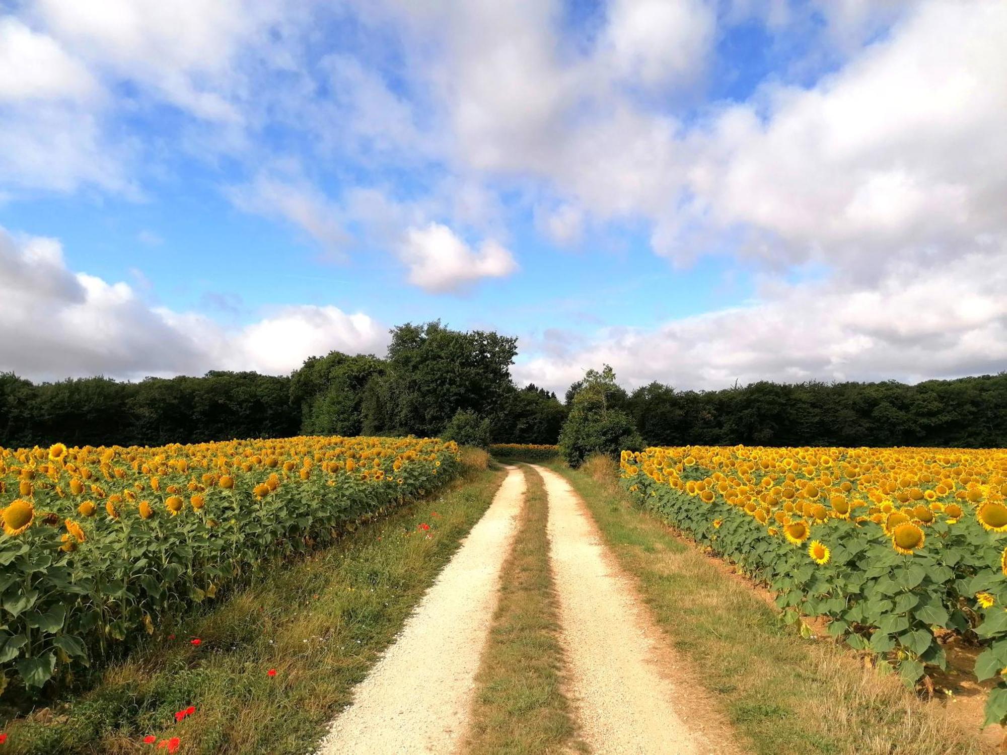 Le Verger Du Paradis Beaulieu-sur-Sonnette Dış mekan fotoğraf